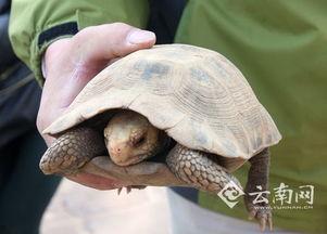 财经新闻云南黄龙玉爆料,揭秘行业新动态